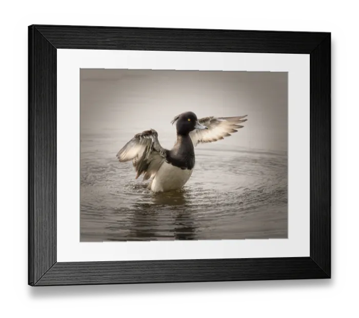 Framed Print : Tufted duck (Aythya fuligula) on the water Framed Print : Tufted duck (Aythya fuligula) on the water