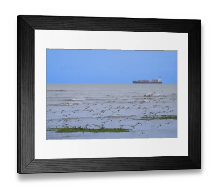 Framed Print : Migratory birds in a flock flying over the sea