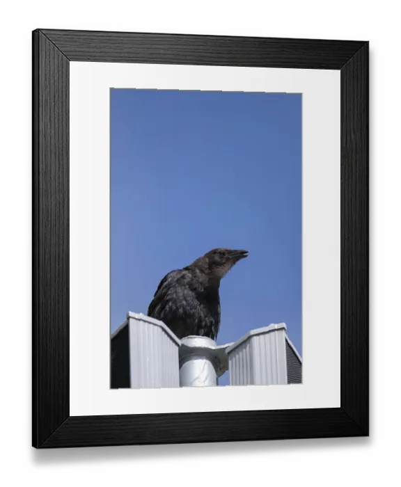 Framed Print : Carrion crow (Corvus corone), sitting on a light-coloured loudspeaker