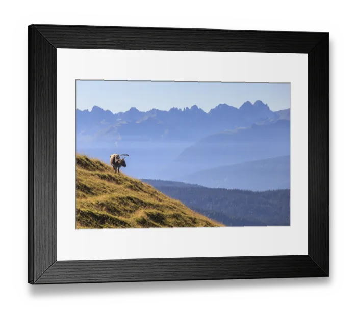 Framed Print : Cow standing on alpine meadow in front of mountains