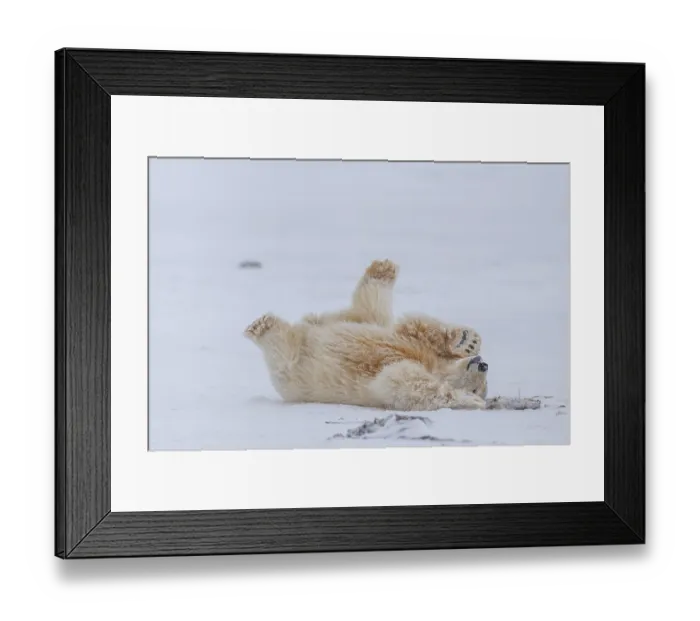 Framed Print : Polar bear (Ursus maritimus), young