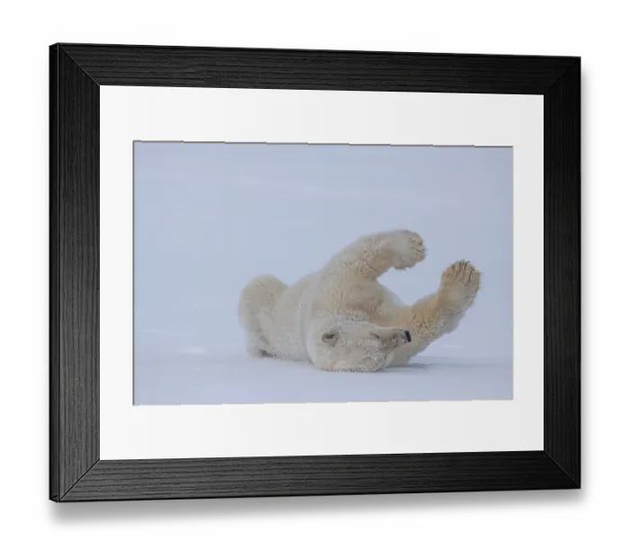 Framed Print : Polar bear (Ursus maritimus), rolling in the snow Framed Print : Polar bear (Ursus maritimus), rolling in the snow