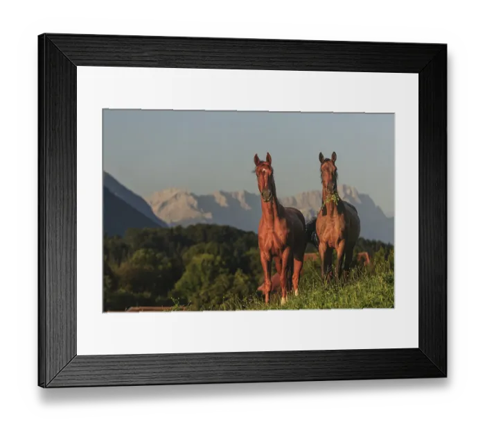 Framed Print : Horses standing in a meadow, frontal Framed Print : Horses standing in a meadow, frontal