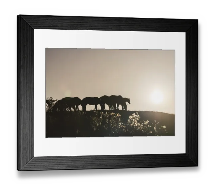 Framed Print : Horses standing in a meadow, herd of horses