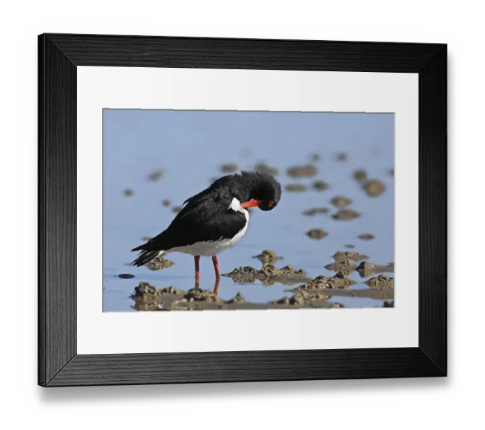 Framed Print : Eurasian oystercatcher (Haematopus ostralegus)