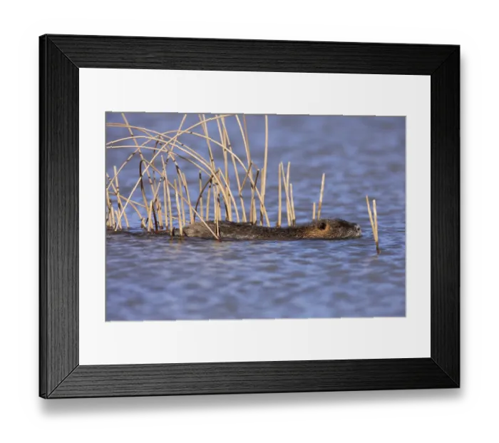 Framed Print : Nutria (Myocastor coypus), beaver rat Framed Print : Nutria (Myocastor coypus), beaver rat