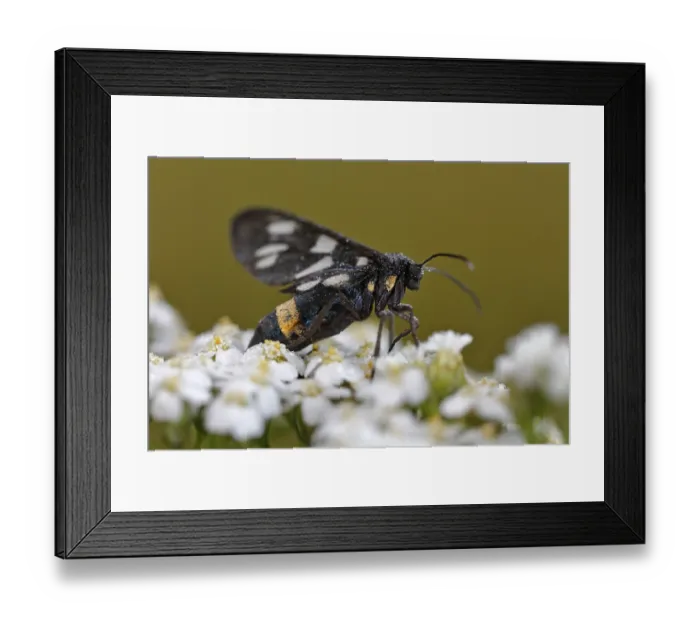 Framed Print : Nine-spotted moth (Amata phegea) on forage plant