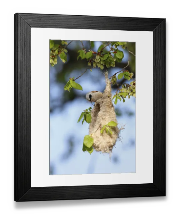 Framed Print : Eurasian penduline tit (Remiz pendulinus)