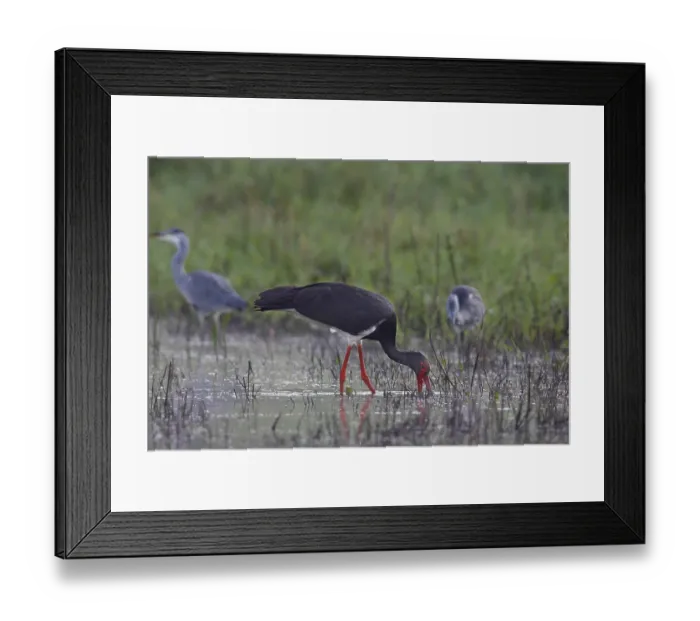 Framed Print : Black stork (Ciconia nigra), old bird foraging Framed Print : Black stork (Ciconia nigra), old bird foraging