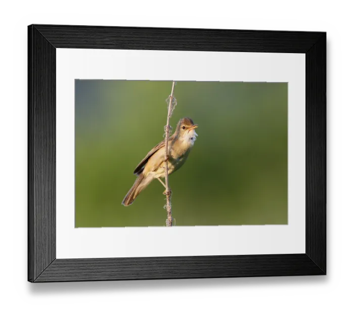 Framed Print : Marsh Warbler (Acrocephalus palustris) on the singing platform Framed Print : Marsh Warbler (Acrocephalus palustris) on the singing platform