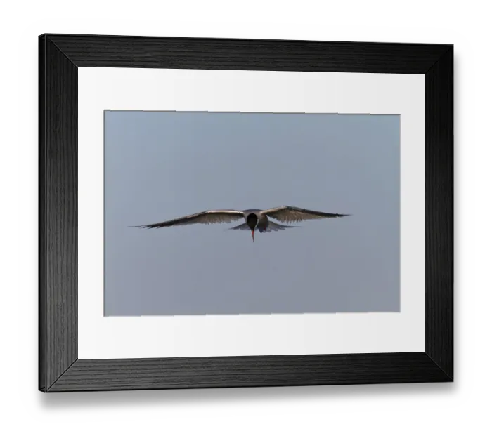 Framed Print : Common Tern (Sterna hirundo), flight study Framed Print : Common Tern (Sterna hirundo), flight study