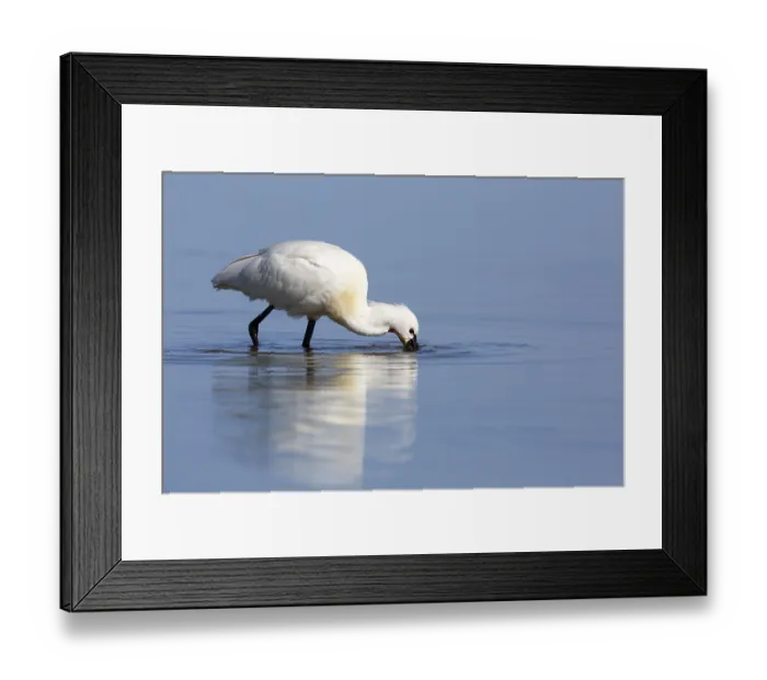 Framed Print : Spoonbill (Platalea leucorodia) Framed Print : Spoonbill (Platalea leucorodia)