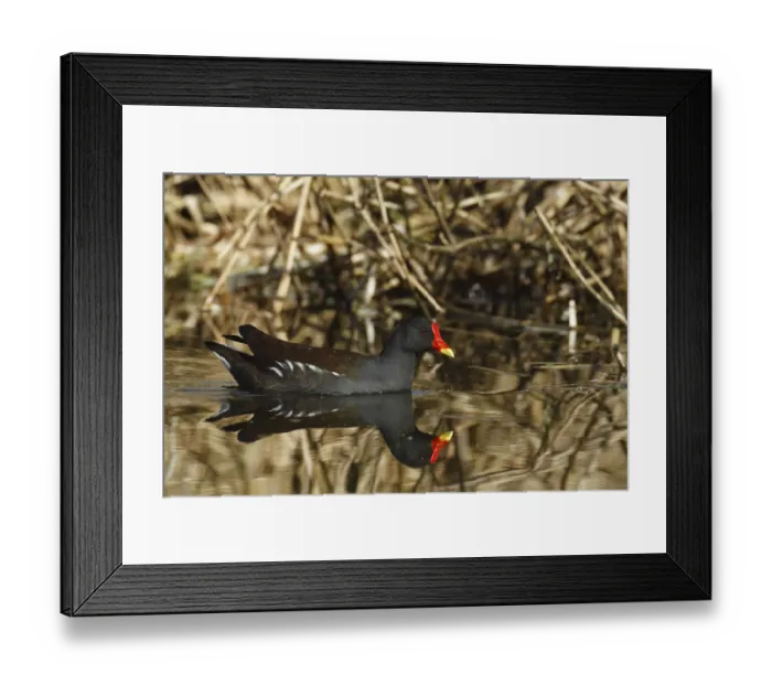 Framed Print : Common moorhen (Gallinula chloropus)