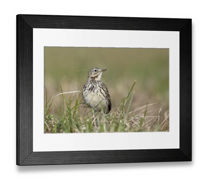 Framed Print : Raps (Anthus pratensis), in breeding territory