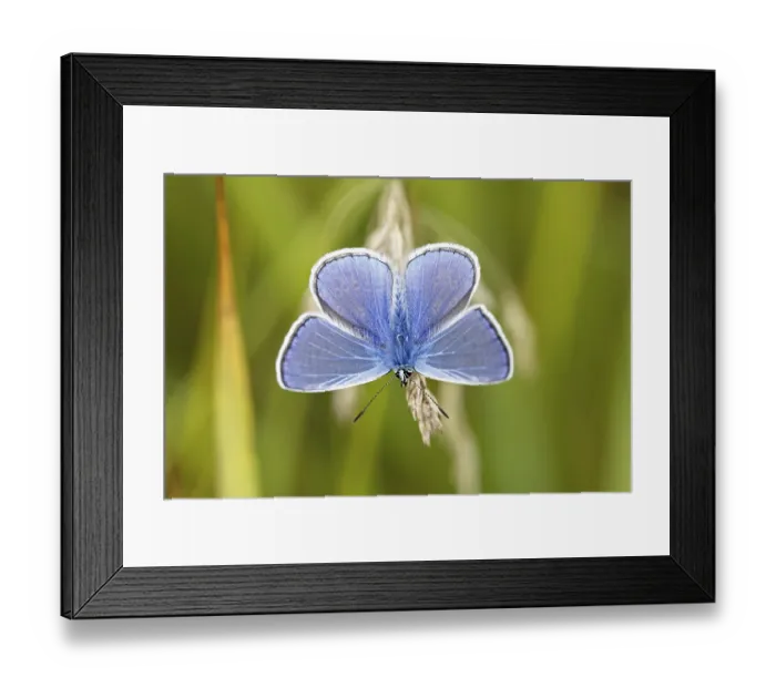 Framed Print : Common blue butterfly (Polyommatus icarus) Framed Print : Common blue butterfly (Polyommatus icarus)