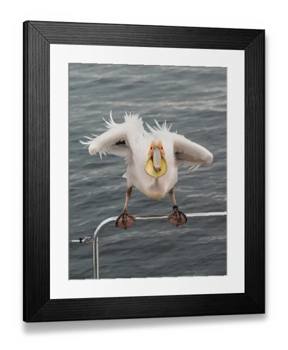 Framed Print : Great White Pelican (Pelecanus onocrotalus) on railing in Walvis Bay
