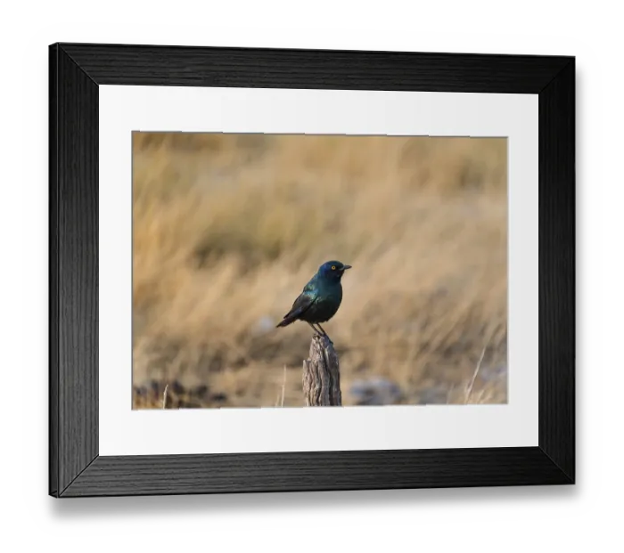 Framed Print : Cape Starling (Lamprotornis nitens) perched on a post