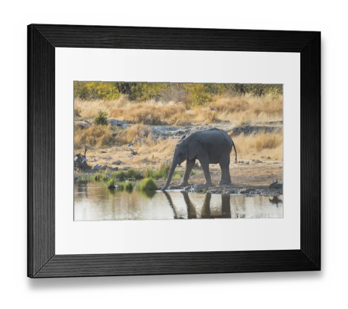 Framed Print : Young African Elephant (Loxodonta africana) drinking at the Nuamses waterhole Framed Print : Young African Elephant (Loxodonta africana) drinking at the Nuamses waterhole
