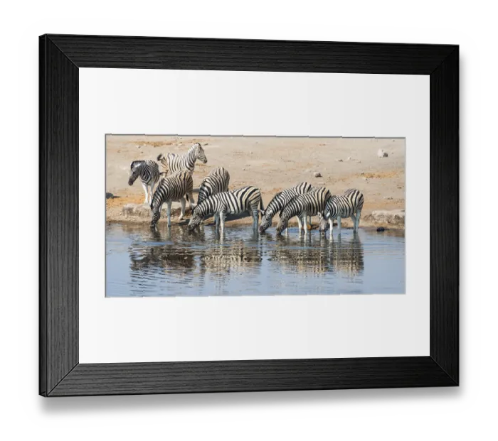 Framed Print : Herd of Burchell's Zebras (Equus burchellii) drinking
