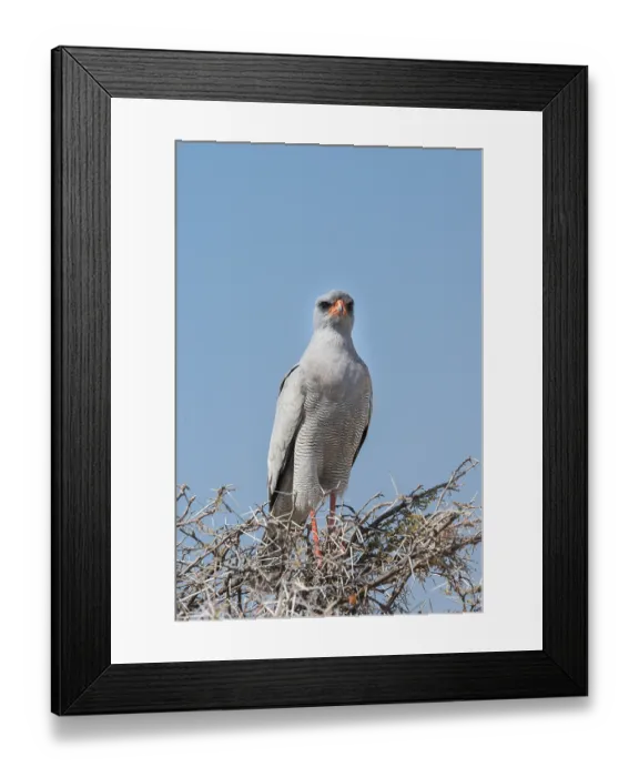 Framed Print : Eastern Chanting Goshawk (Melierax poliopterus) sitting in dry acacia