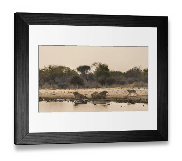 Framed Print : Pride of lions (Panthera leo) drinking at the Klein Namutoni waterhole
