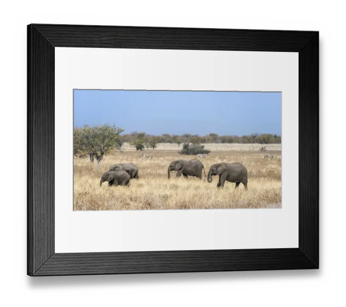 Framed Print : African Elephants (Loxodonta africana) Framed Print : African Elephants (Loxodonta africana)