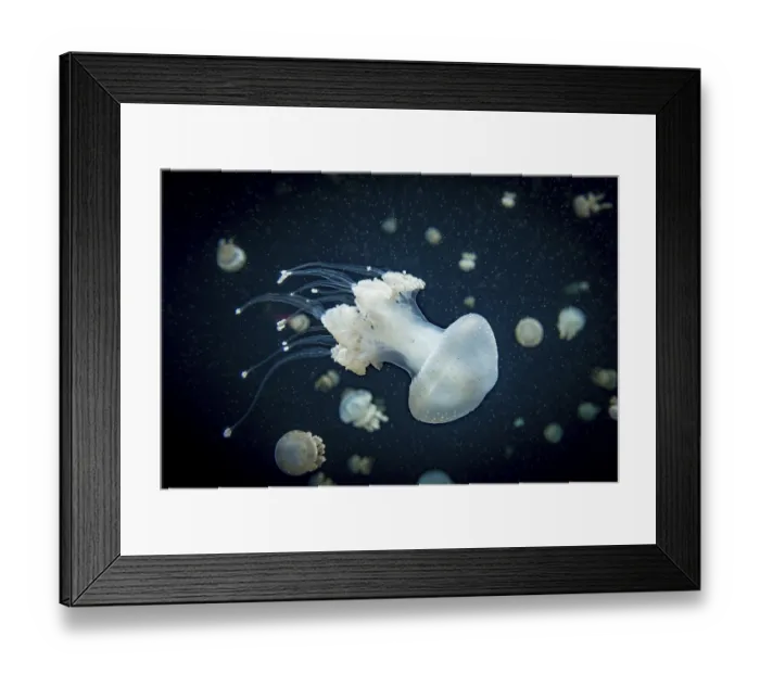Framed Print : Jellyfish with white dots, root mouth jellyfish (Phyllorhiza punctata) Framed Print : Jellyfish with white dots, root mouth jellyfish (Phyllorhiza punctata)