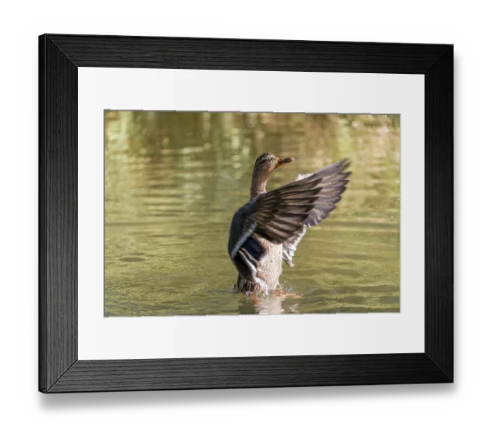 Framed Print : Female mallard (Anas platyrhynchos) in water