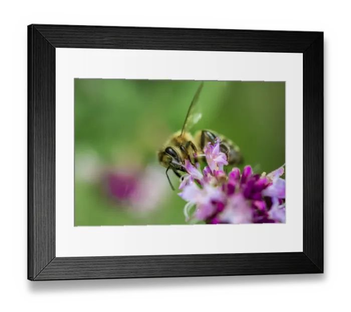 Framed Print : Honey bee (Apis mellifera) on a purple blossom