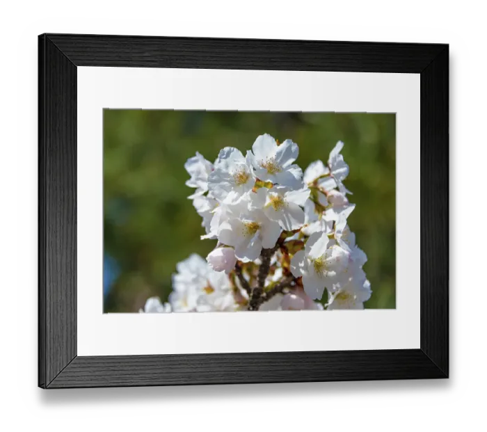 Framed Print : Flowering cherry blossoms in spring