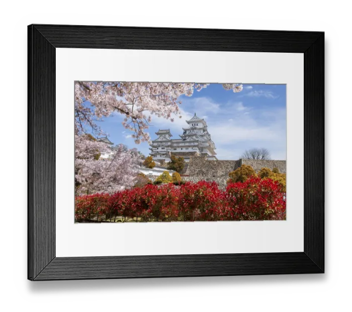Framed Print : Blossoming cherry trees, Japanese cherry blossom Framed Print : Blossoming cherry trees, Japanese cherry blossom