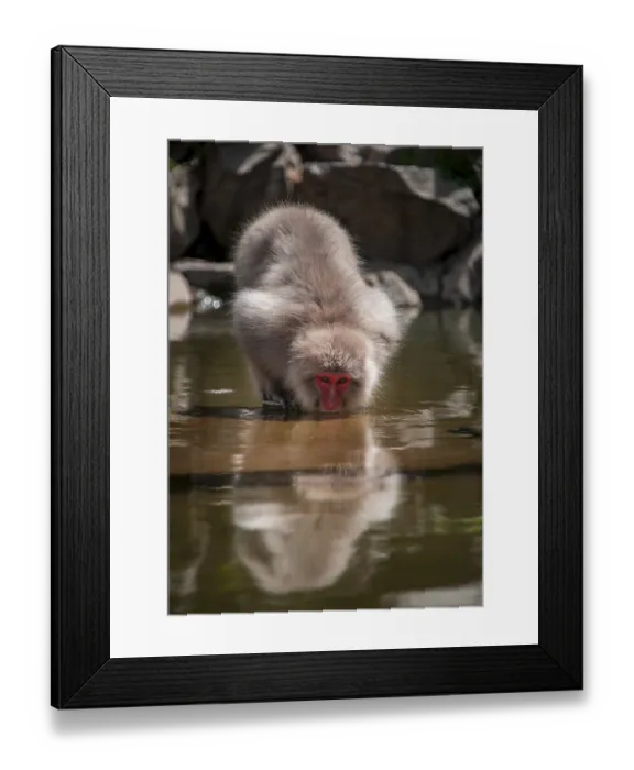 Framed Print : Japanese macaque (Macaca fuscata) drinking in the river Framed Print : Japanese macaque (Macaca fuscata) drinking in the river