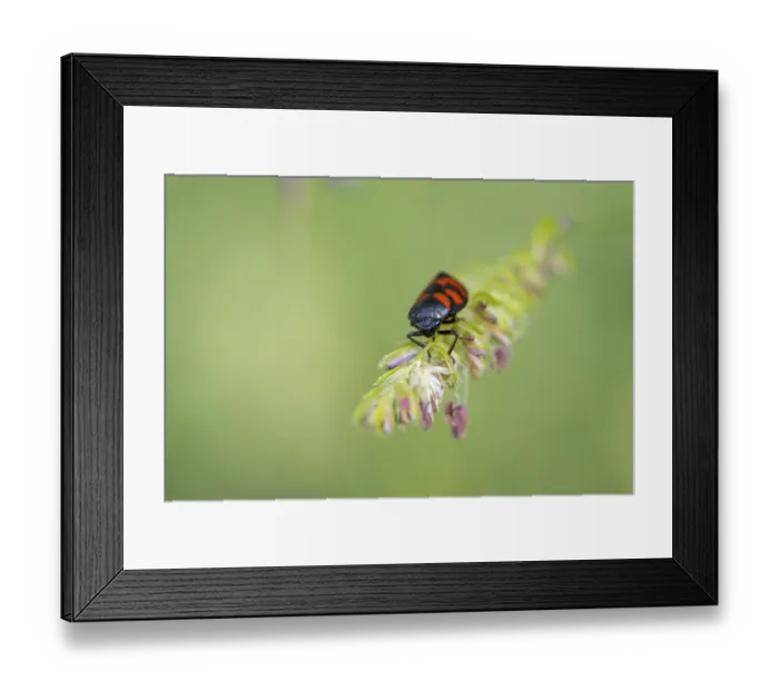 Framed Print : Red-and-black froghopper ( Cercopis vulnerata) on a blade of grass