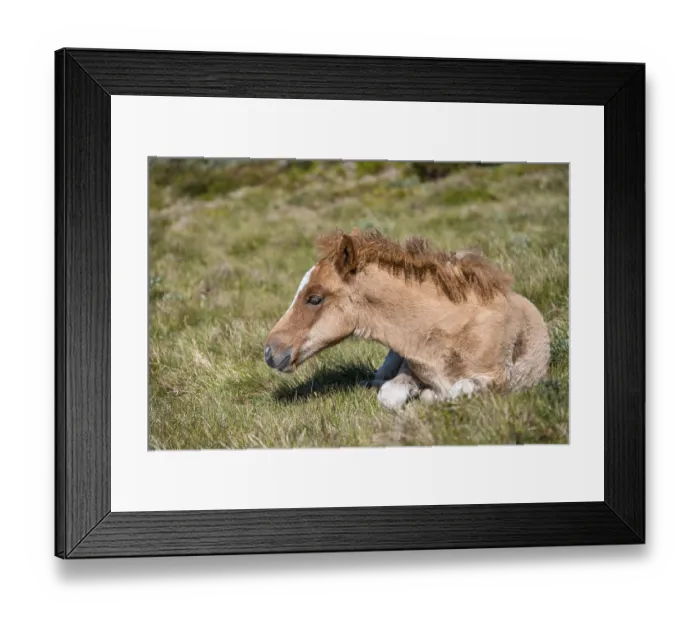 Framed Print : Norwegian fjord horse, foal lying in the grass