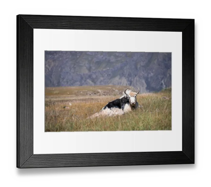 Framed Print : Yak lying in the meadow, Kyrgyzstan, Asia