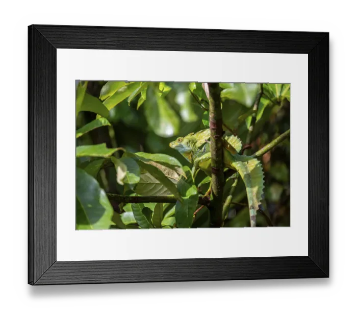 Framed Print : Plumed basilisk (Basiliscus plumifrons) Framed Print : Plumed basilisk (Basiliscus plumifrons)