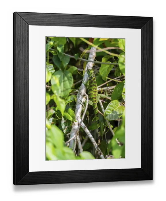 Framed Print : JuveniGreen iguana (Iguana iguana)