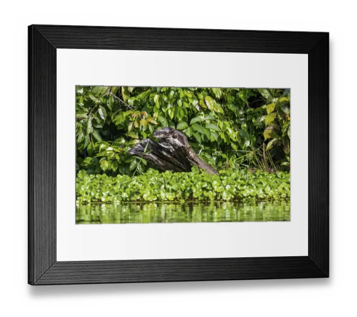 Framed Print : Neotropical otter sitting on a tree trunk