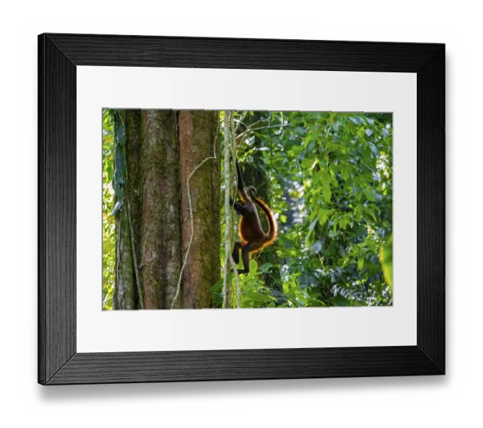 Framed Print : Geoffroy's spider monkey (Ateles geoffroyi) climbing a tree in the jungle Framed Print : Geoffroy's spider monkey (Ateles geoffroyi) climbing a tree in the jungle