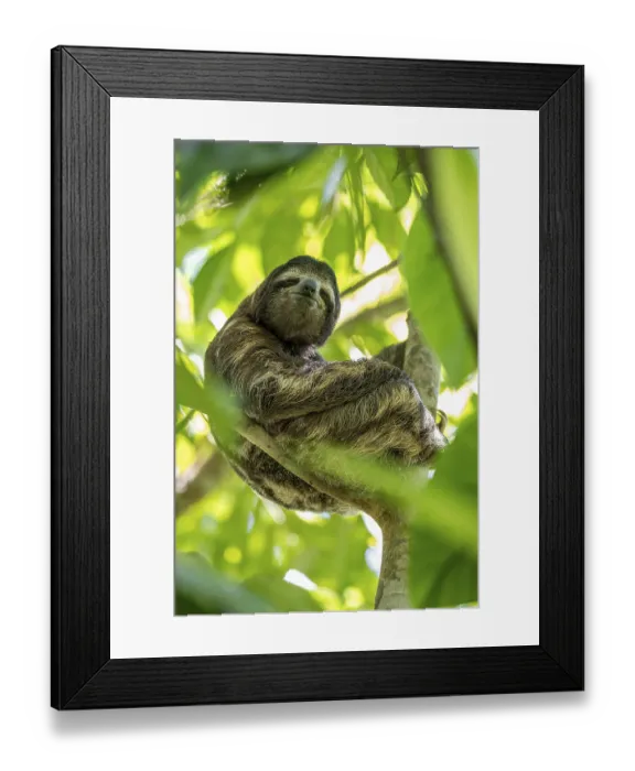 Framed Print : Brown-throated sloth (Bradypus variegatus) in a tree