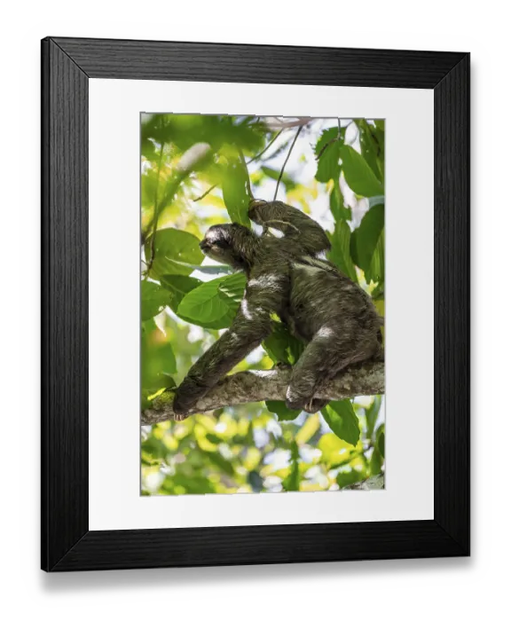 Framed Print : Brown-throated sloth (Bradypus variegatus) in a tree
