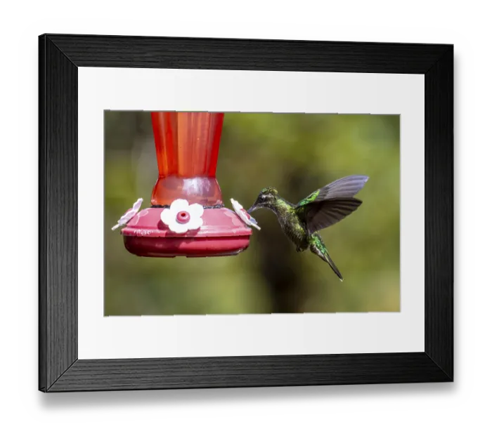 Framed Print : Violet-crowned Brilliant Hummingbird (Eugenes fulgens syn)