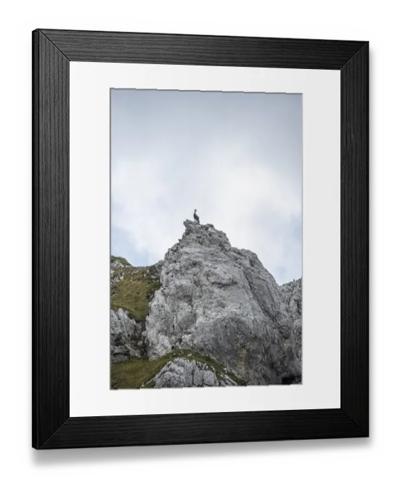 Framed Print : Chamois on a rocky peak, Wilder Kaiser