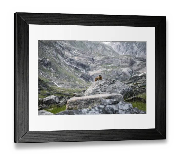 Framed Print : Marmot, Lasoerling Group, Hohe Tauern