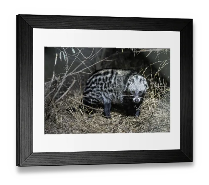 Framed Print : African civet (Civettictis civetta) at night