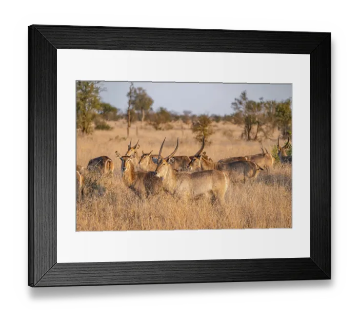 Framed Print : Elliptic waterbuck (Kobus ellipsipiprymnus) Framed Print : Elliptic waterbuck (Kobus ellipsipiprymnus)