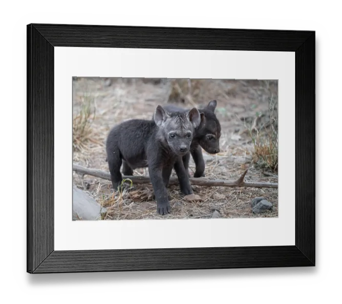Framed Print : Spotted hyena (Crocuta crocuta)