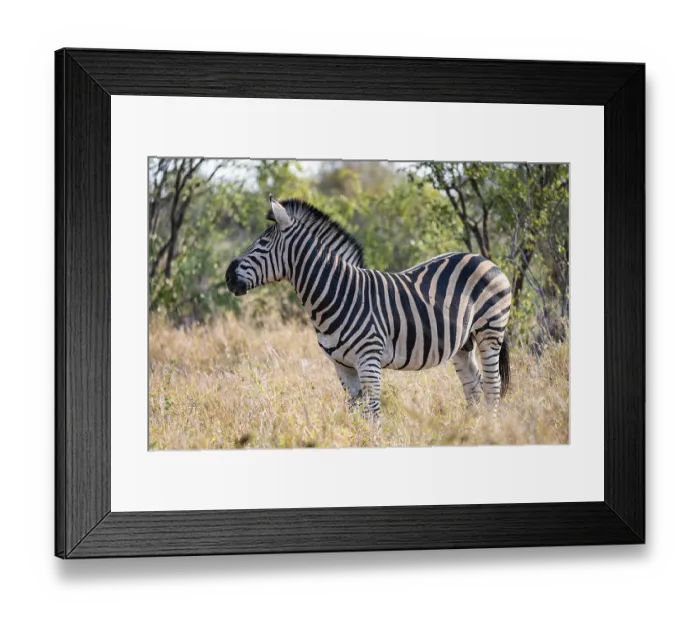 Framed Print : Plains zebra (Equus quagga), adult Framed Print : Plains zebra (Equus quagga), adult