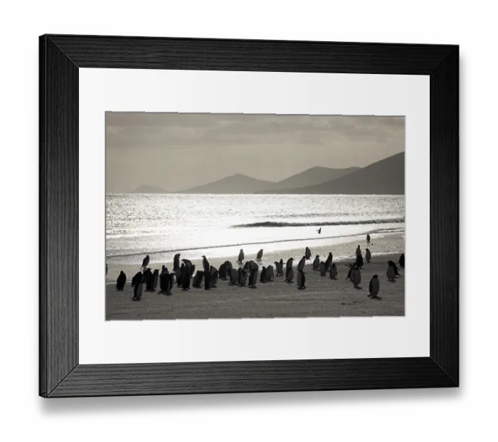 Framed Print : Gentoo Penguins (Pygoscelis papua) Framed Print : Gentoo Penguins (Pygoscelis papua)