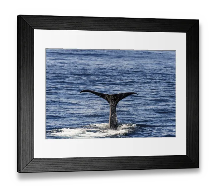 Framed Print : tail fin of a sperm whale (Physeter catodon or Physeter macrocephalus)